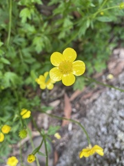 Ranunculus colonorum