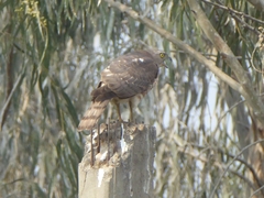Accipiter badius