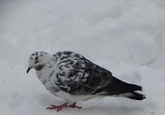 Columba livia domestica