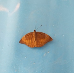 Euthalia aconthea