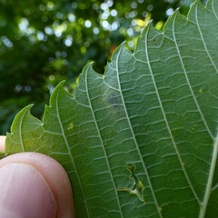 Phyllonorycter coryli