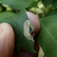Phyllonorycter coryli