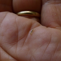 Phyllonorycter coryli