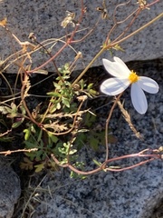 Coreocarpus parthenioides