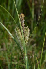 Carex acuta