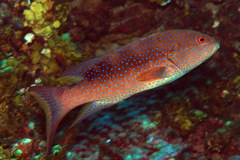 Variola louti