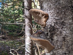 Phellinus nigricans