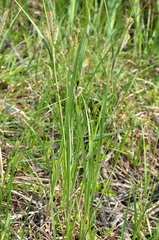 Carex acuta