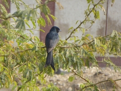 Dicrurus macrocercus