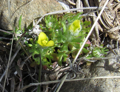 Ceratocephala testiculata