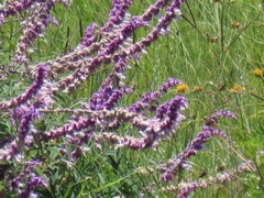 Salvia leucantha