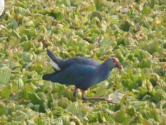 Porphyrio poliocephalus