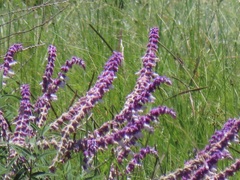 Salvia leucantha