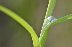 Carex acuta