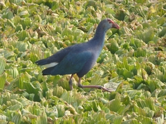 Porphyrio poliocephalus