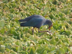Porphyrio poliocephalus
