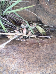 Adromischus umbraticola