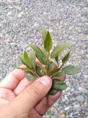 Luma apiculata