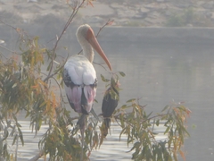 Mycteria leucocephala