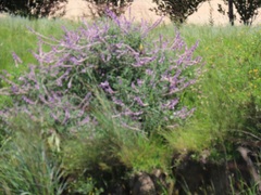 Salvia leucantha