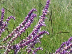 Salvia leucantha