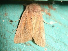 Photedes fluxa