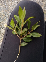 Luma apiculata