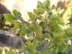 Vangueria parvifolia