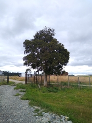 Luma apiculata