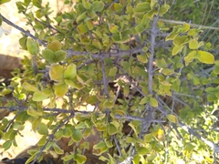 Vangueria parvifolia