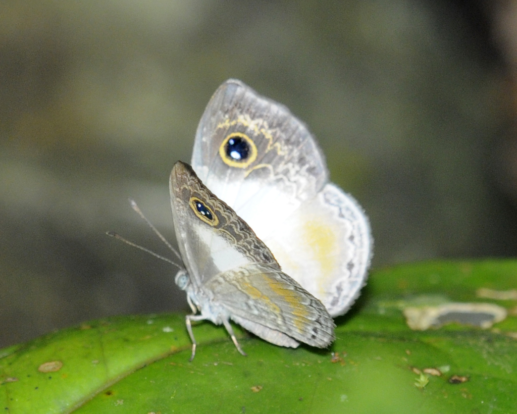 Perophthalma lasciva