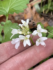 Cardamine concatenata