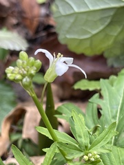 Cardamine concatenata