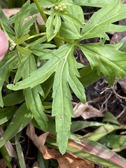 Cardamine concatenata