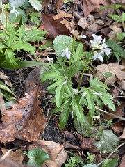 Cardamine concatenata