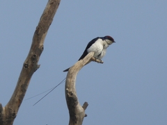 Hirundo smithii