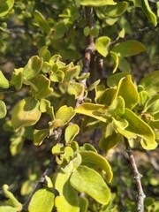 Vangueria parvifolia