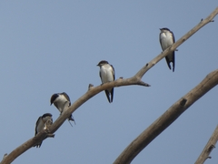 Hirundo smithii