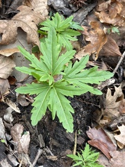 Cardamine concatenata