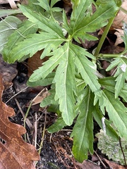 Cardamine concatenata