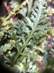 Asplenium adiantum-nigrum