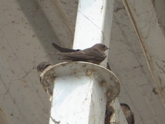 Ptyonoprogne concolor