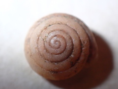 Euchemotrema fraternum