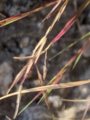 Bouteloua aristidoides