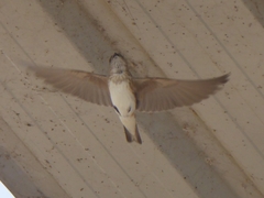 Ptyonoprogne concolor