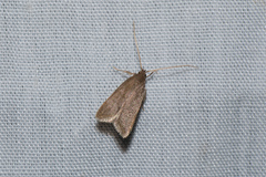 Lecithocera