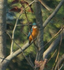 Alcedo atthis bengalensis