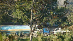 Alcedo atthis bengalensis