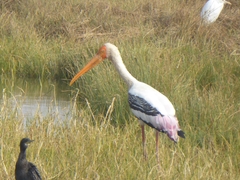 Mycteria leucocephala