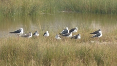 Himantopus himantopus